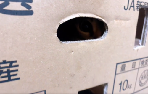 穴から見てる猫