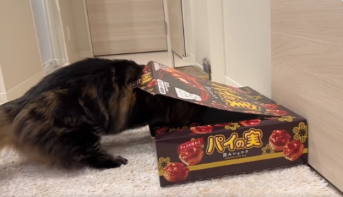 箱に頭を入れる猫