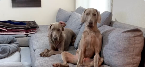 ソファーでくつろぐ2匹の犬