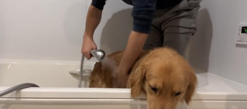体を洗われる犬