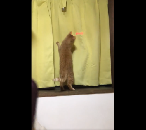 レーザーポインターで遊ぶ猫