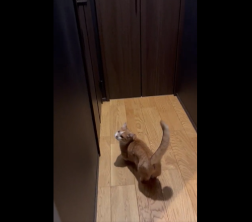 廊下を進む猫