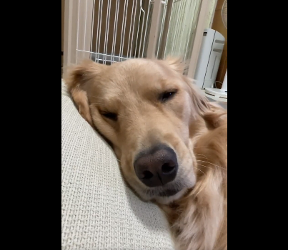 目を閉じる犬