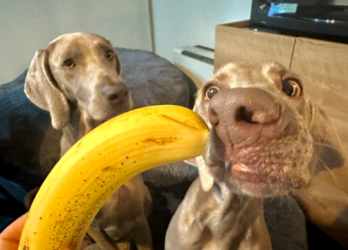 バナナを狙う犬