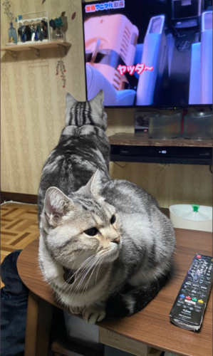 テレビを見る猫と興味ない猫