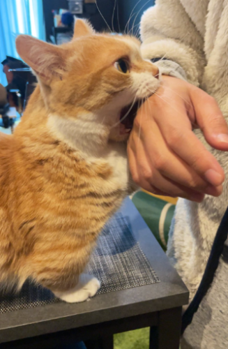 手を噛む猫