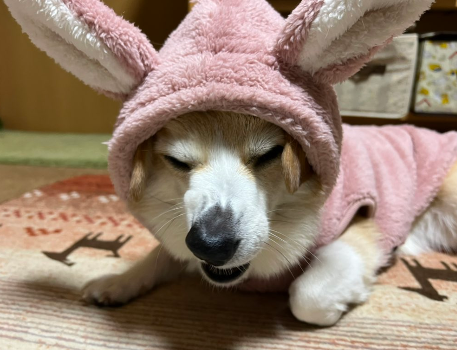 ウサギの着ぐるみを着た犬