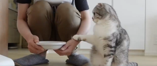 腕に手を乗せる猫