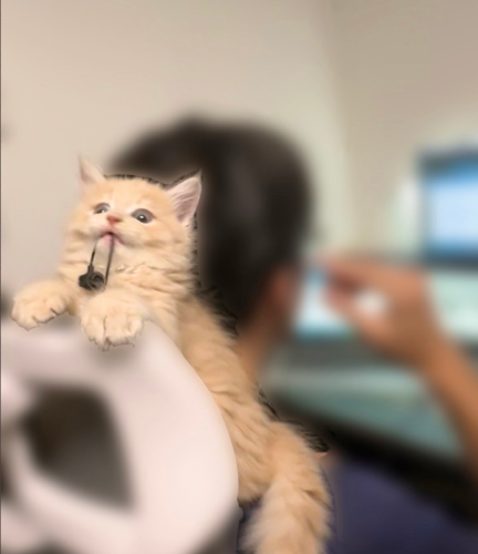 仕事を邪魔する猫