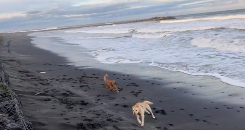 海辺を走る犬たち