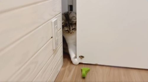 扉を手前に引く猫