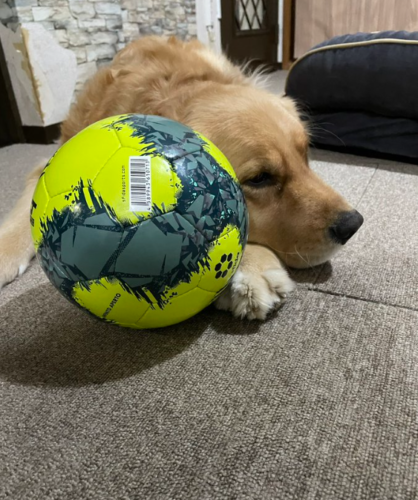 サッカーボールと犬
