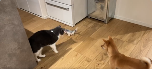 魚を見ている猫と犬