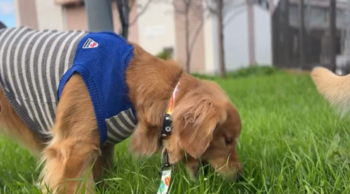 草を食べる犬