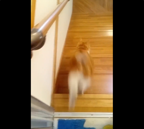 階段を下りる猫