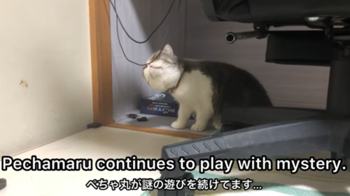 コードで遊ぶ猫