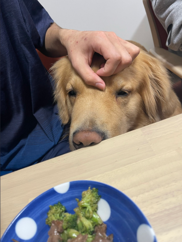 ご飯を見ている犬