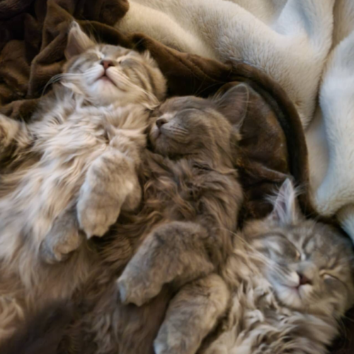 寝ている猫たち