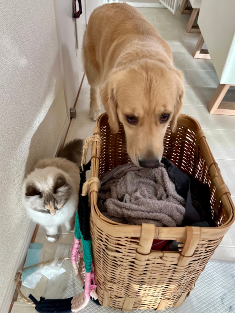 洗濯物カゴを見る犬と猫