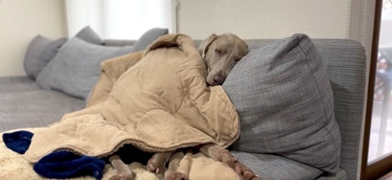 ソファーで寝てる犬