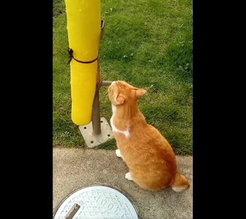 足場を見る猫
