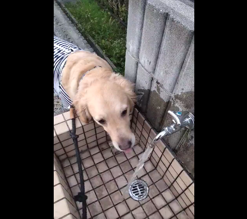水が飲めない犬