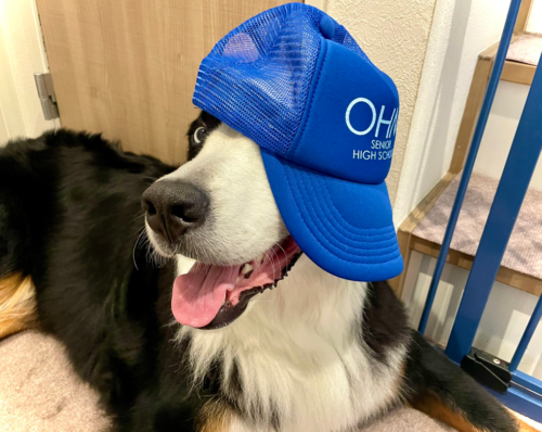 青い帽子を被る犬