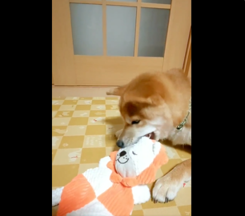 おもちゃを噛む犬