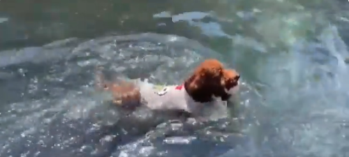 泳ぎに行く犬