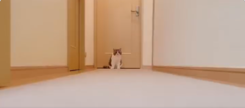 ドアの前の猫