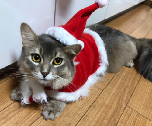 サンタ帽をかぶる猫