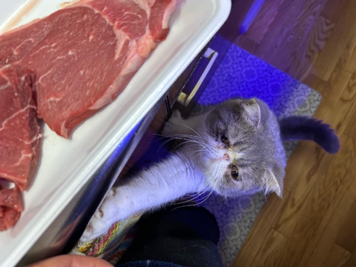 肉が欲しい猫