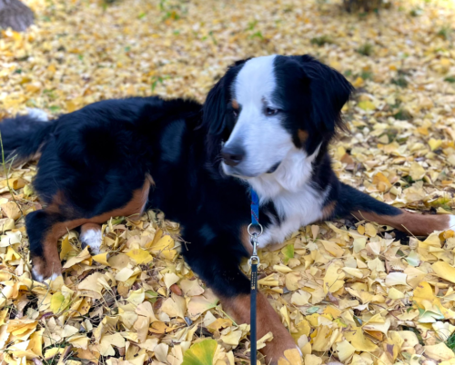落ち葉の絨毯の上の犬