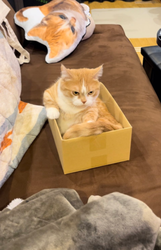 箱に入っている猫