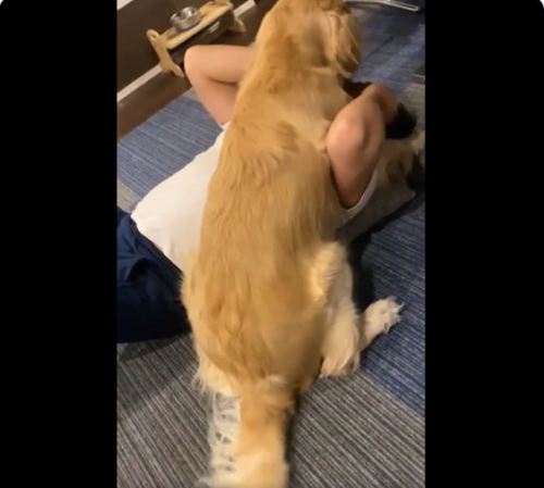 飼い主を舐める犬