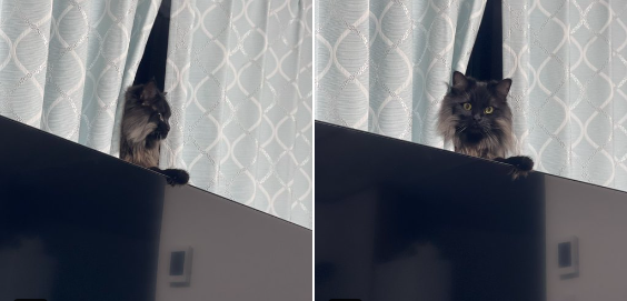 テレビの上から見張る猫
