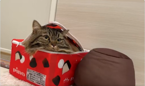 ピノの箱に入る猫
