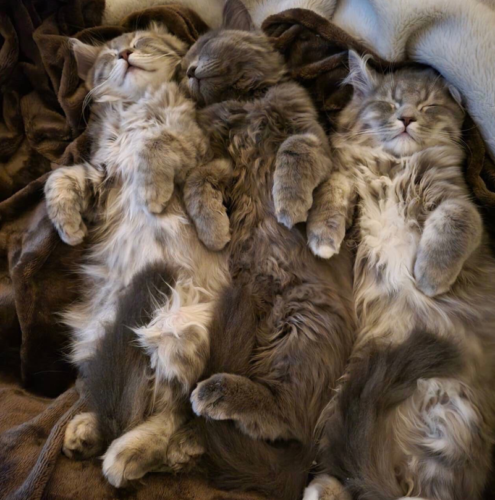 ヘソ天で寝る猫たち