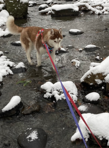 川に入る犬