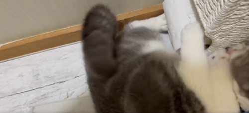 トイレットペーパーで爪とぎする猫