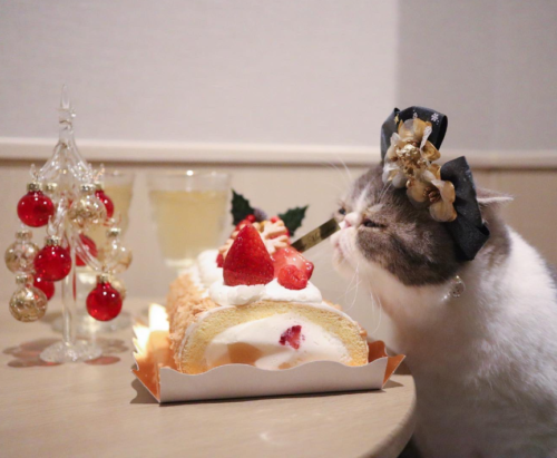 ケーキと猫