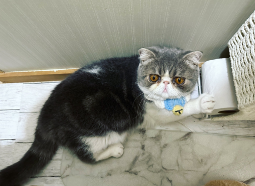 トイレットペーパーに爪を立てる猫