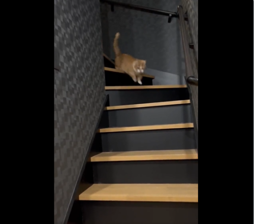 階段を下りる猫
