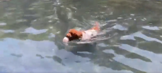 泳ぐ犬