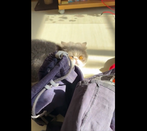 洗濯物の陰から覗く猫