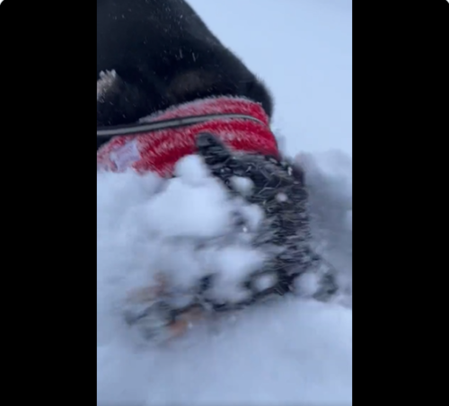 顔で雪をかきだす犬