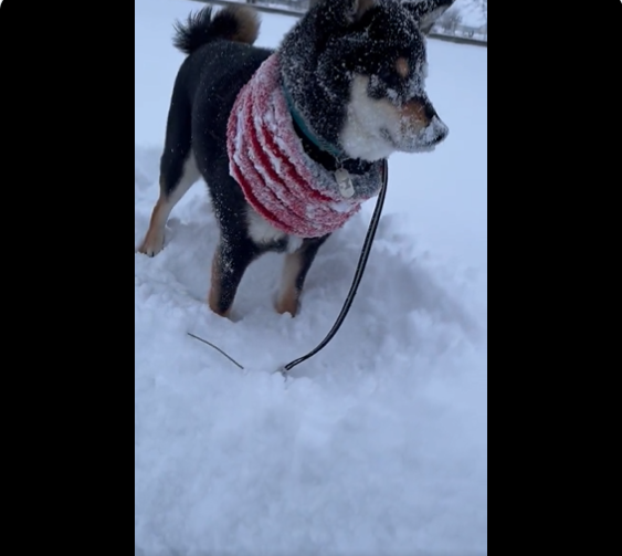 顔に雪が付いてる犬