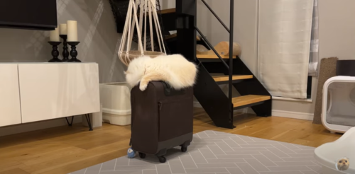 バッグの上でくつろぐ猫