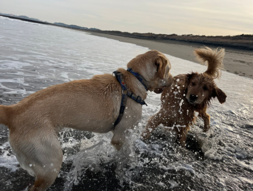 海で遊ぶ犬たち