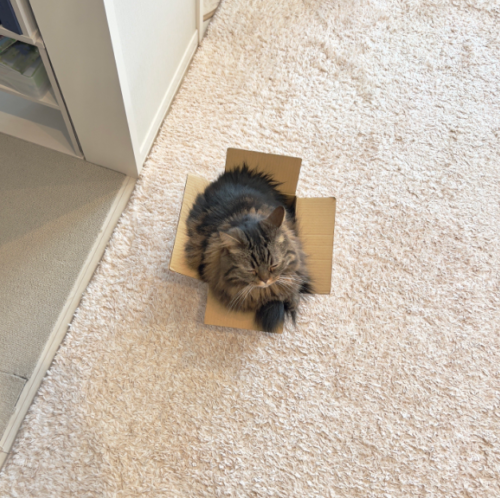 箱に無理やり入る猫